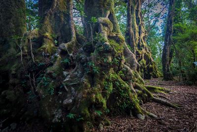 Lamington Nationalpark